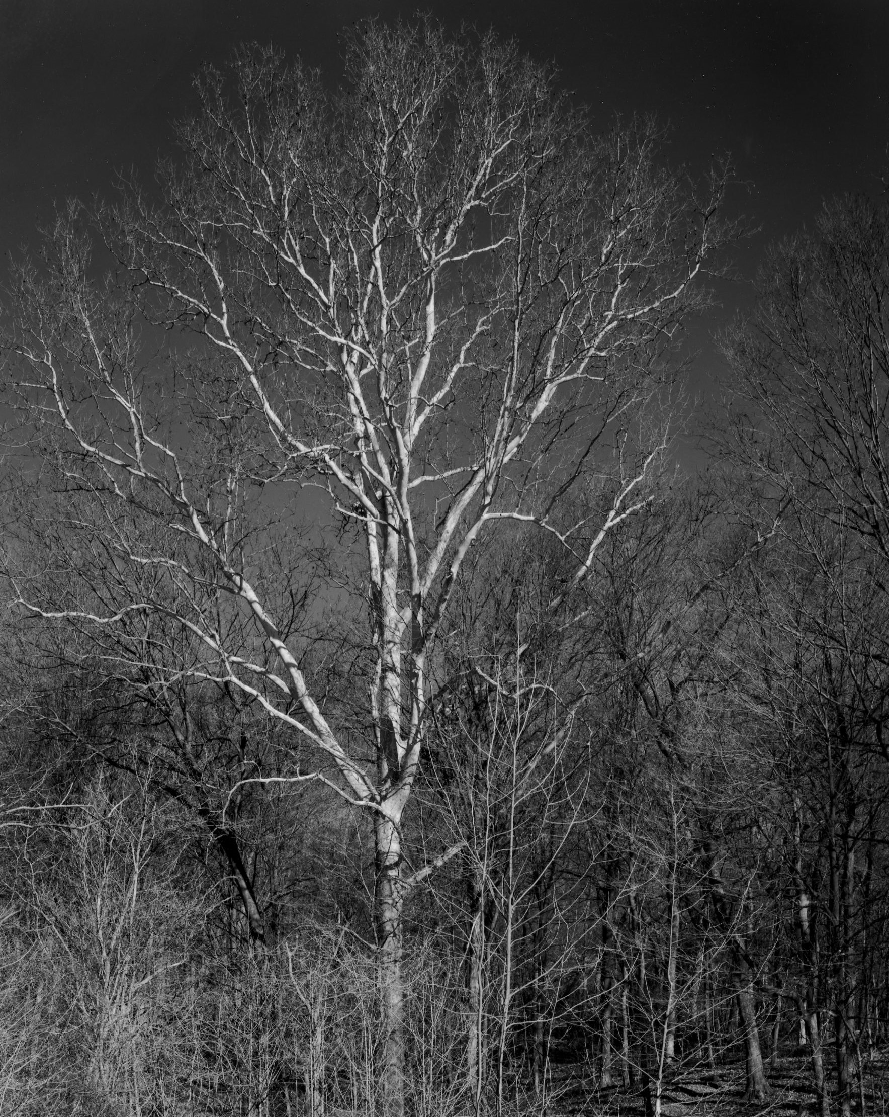 Sycamore Treee