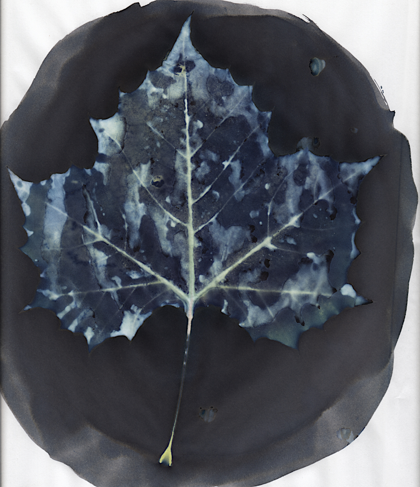 Sycamore
