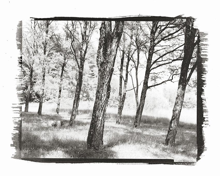 talk to the trees #2, 2001