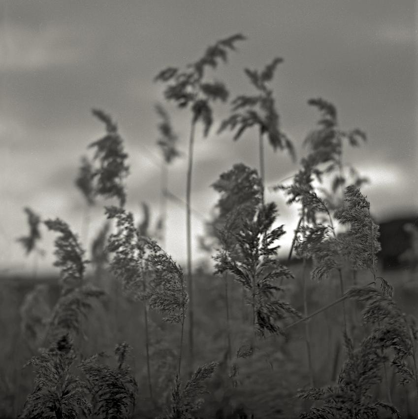 Tall grass