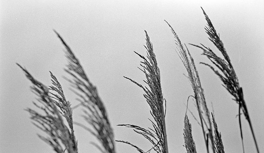 tall grass