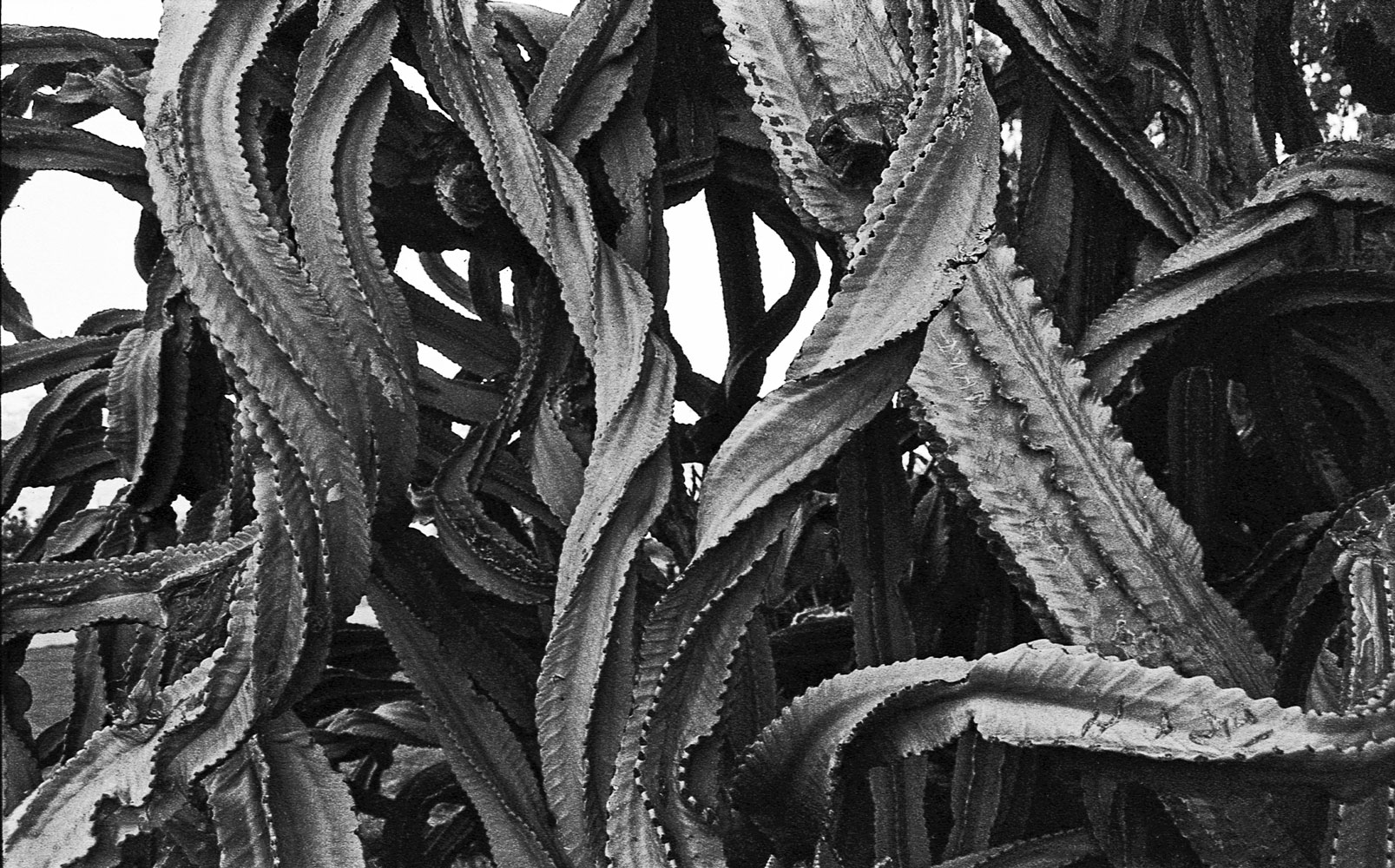 Tangle, comments welcome