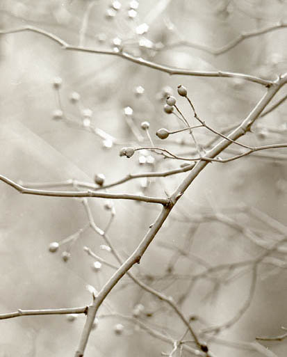 Tangle of Berries, Eagle Creek