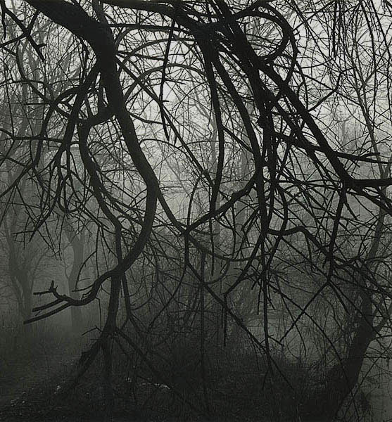 Tangled Woods, Eagle Creek