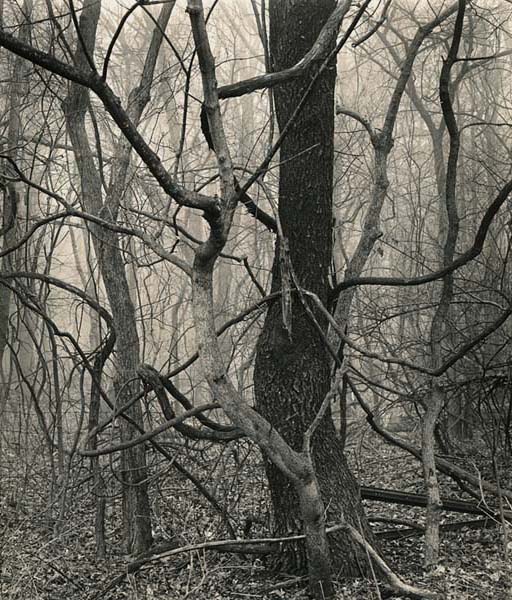 Tangles, Eagle Creek