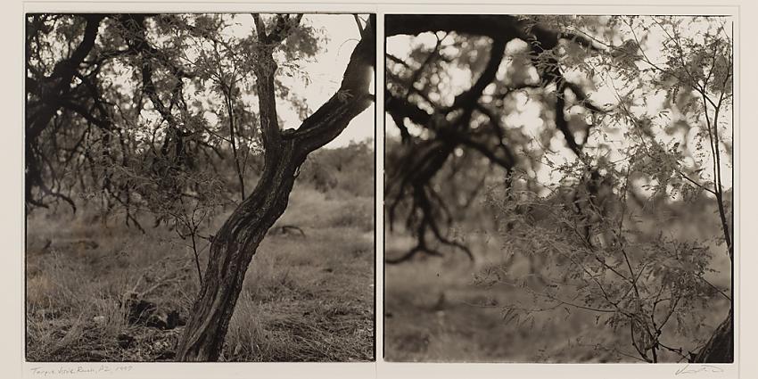 Tanque Verde Ranch/ Mesquite Brush