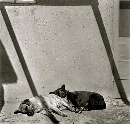 Taos, Sleeping Dogs 2004