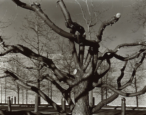 Tarantula Tree