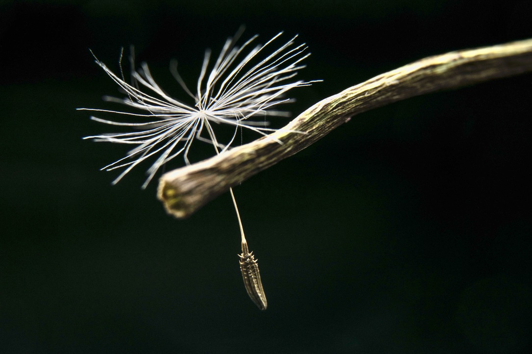 Taraxacum