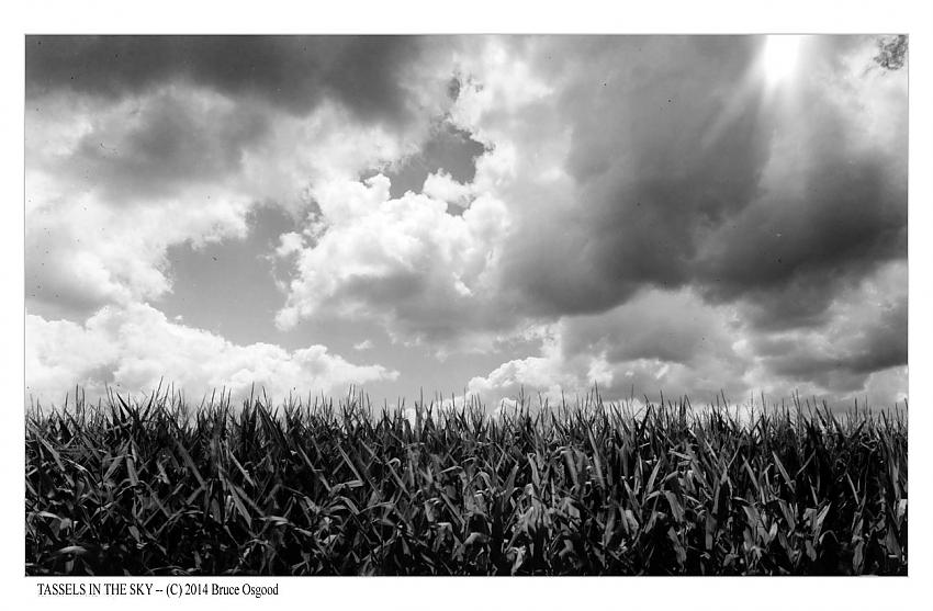 Tassels in the sky