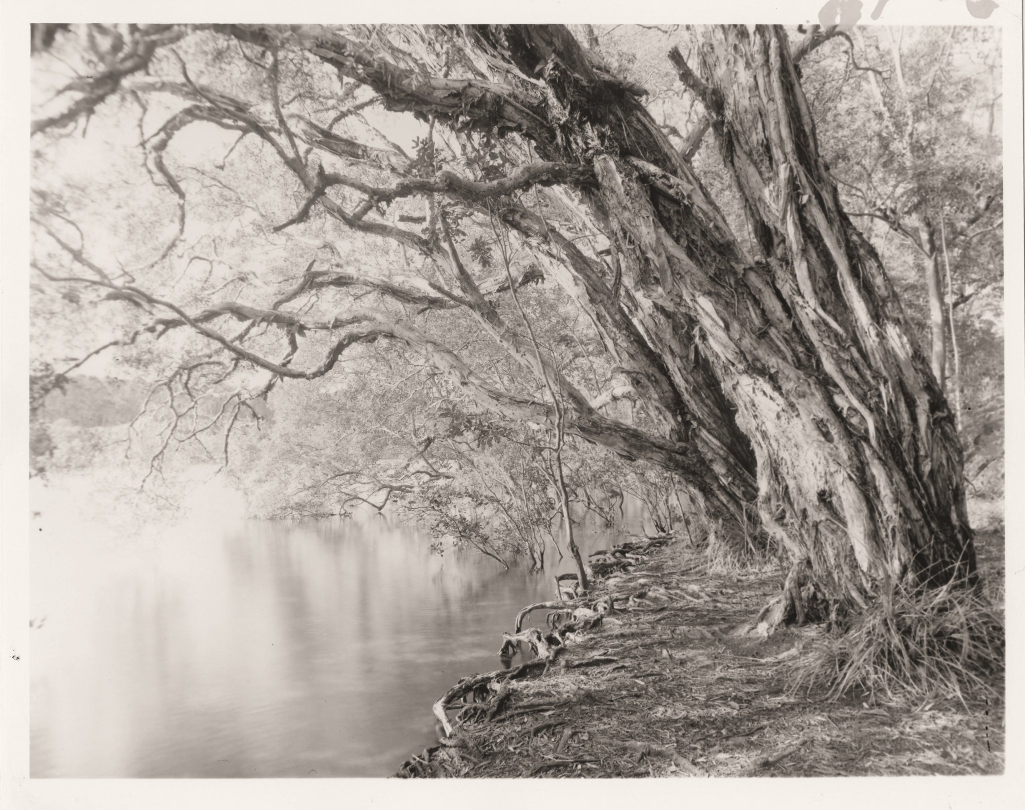 Tea Tree Bend