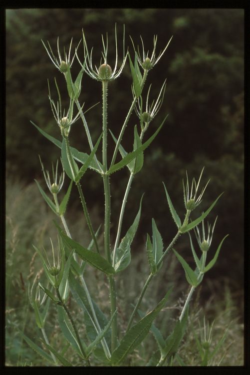 Teasel.