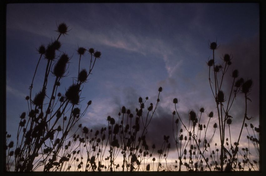 Teasels at Sunset.