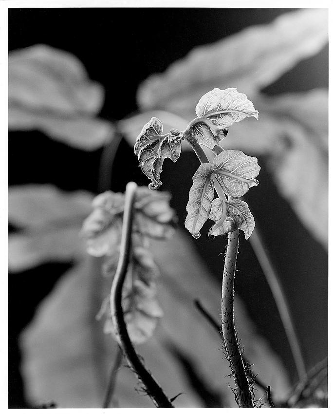 Tectaria, young leaf