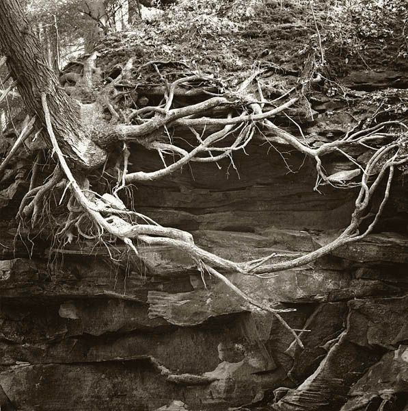 Tenacious Tree