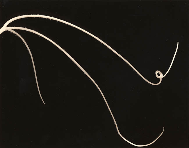 Tendrils