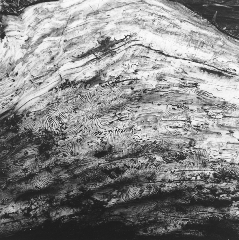 Termites