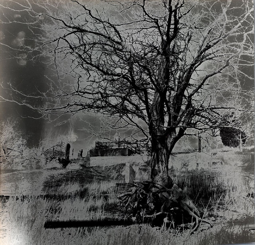 Tesla's Dreaming Tree
