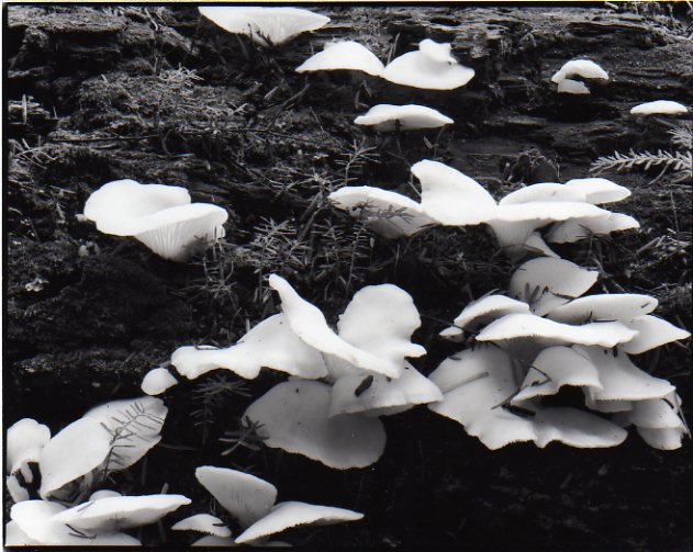 test Angel Wing Fungi (Coho Flats, Kitimat Valley)