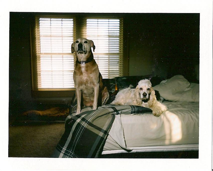 Testing Polaroid 104