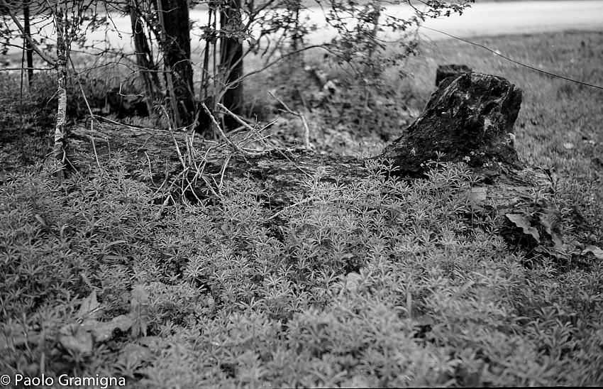 Testing some Fomapan Classic 100