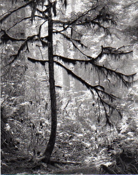 testing Young Hemlock (Hirsch Creek, Kitimat Valley)