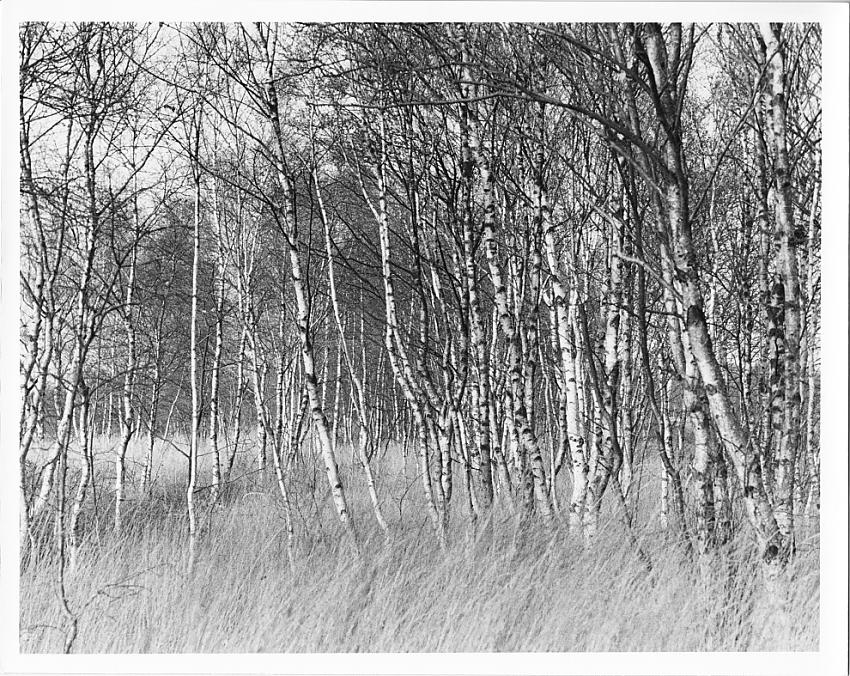 Teufels Moor