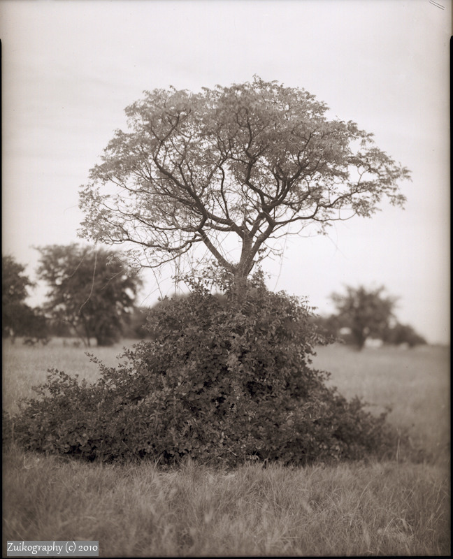 Texas Savannah