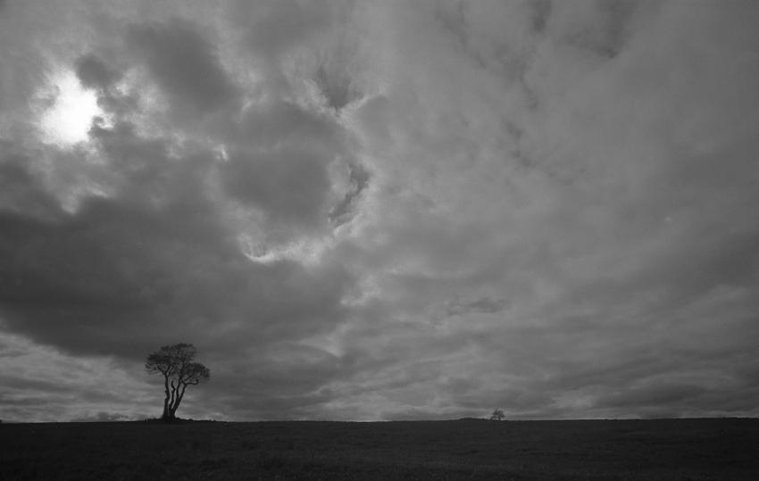 That tree again 2