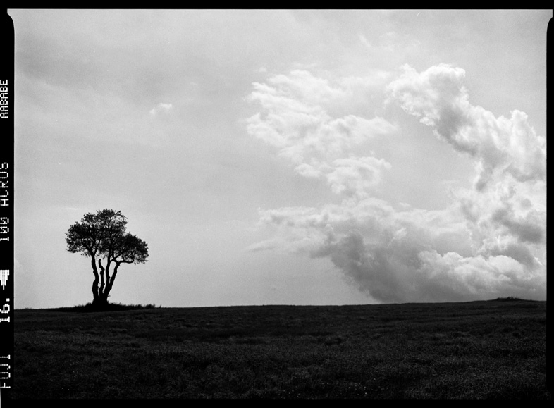 That Tree Again