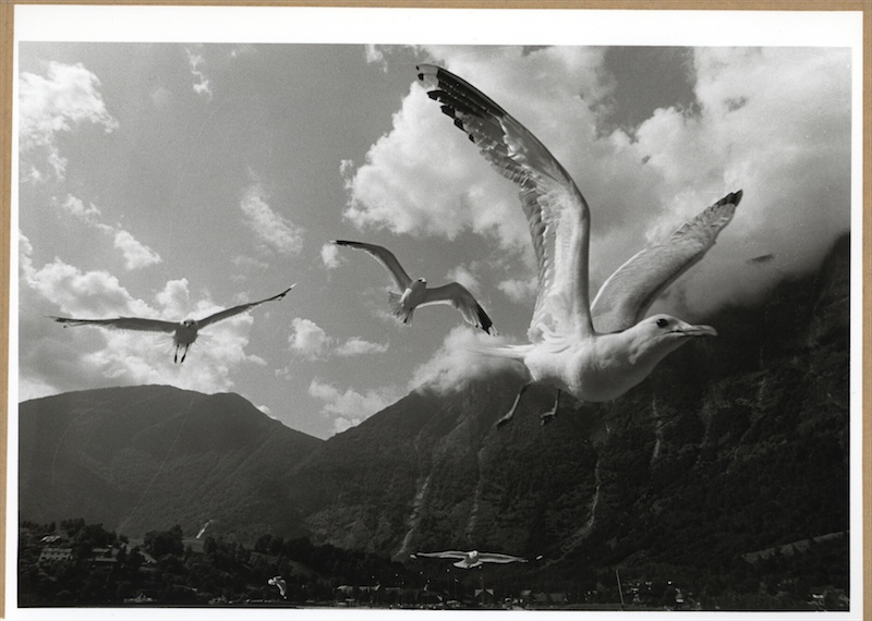 the birds...
