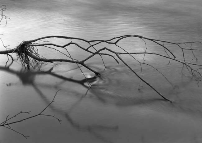 The Branch