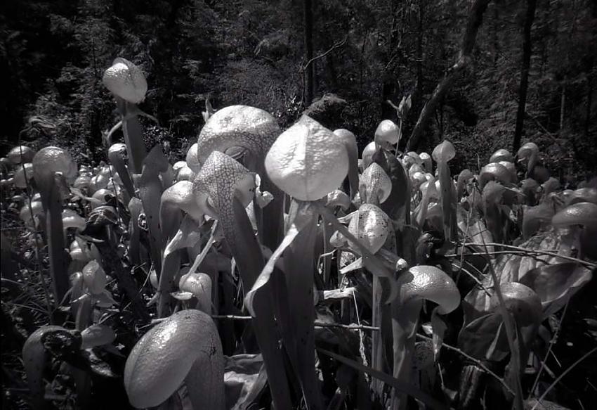 The Carnivorous Darlingtonia