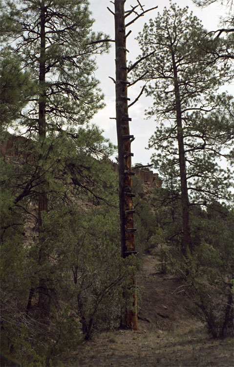 The Climbing Tree