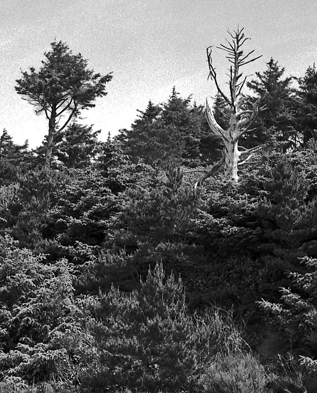 The Dead and the Living