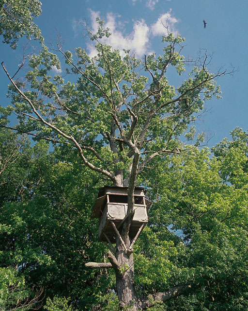 The Deerstand