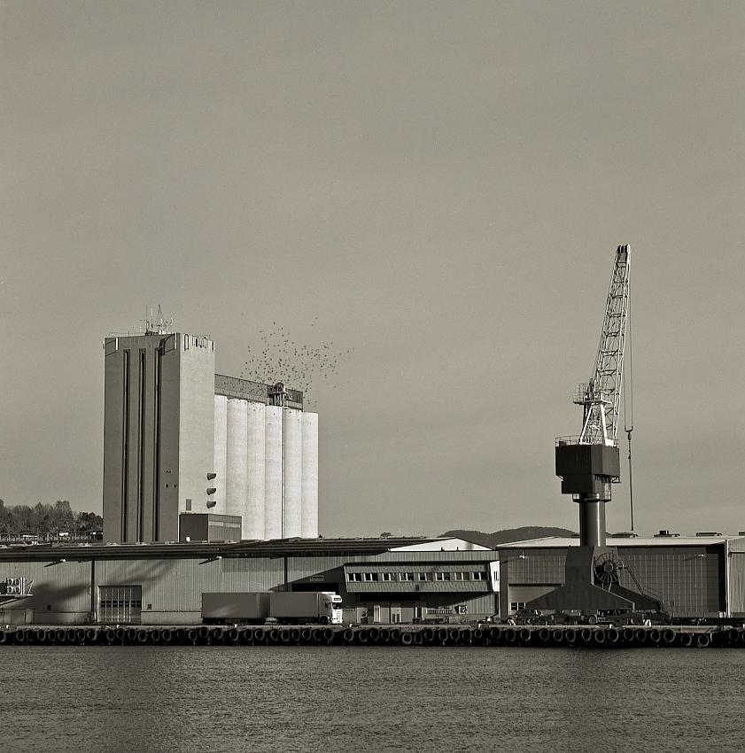 The docks: Crows