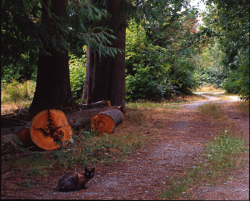 The Driveway