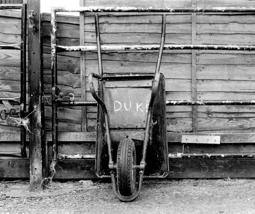 The Duke