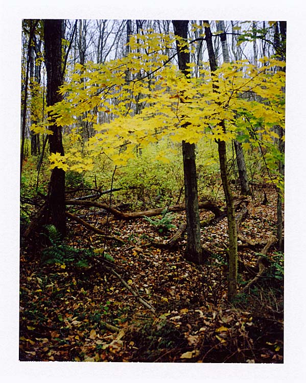 The End of Fall