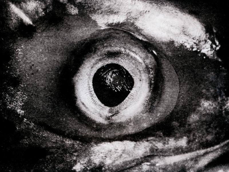 The Eyes Have It.