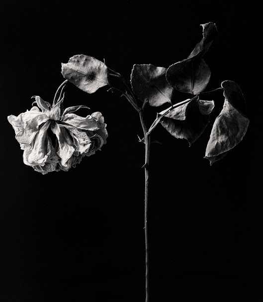 The faded rose