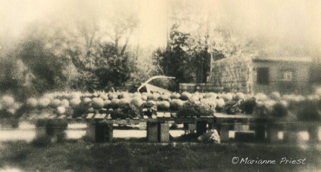 the farm
