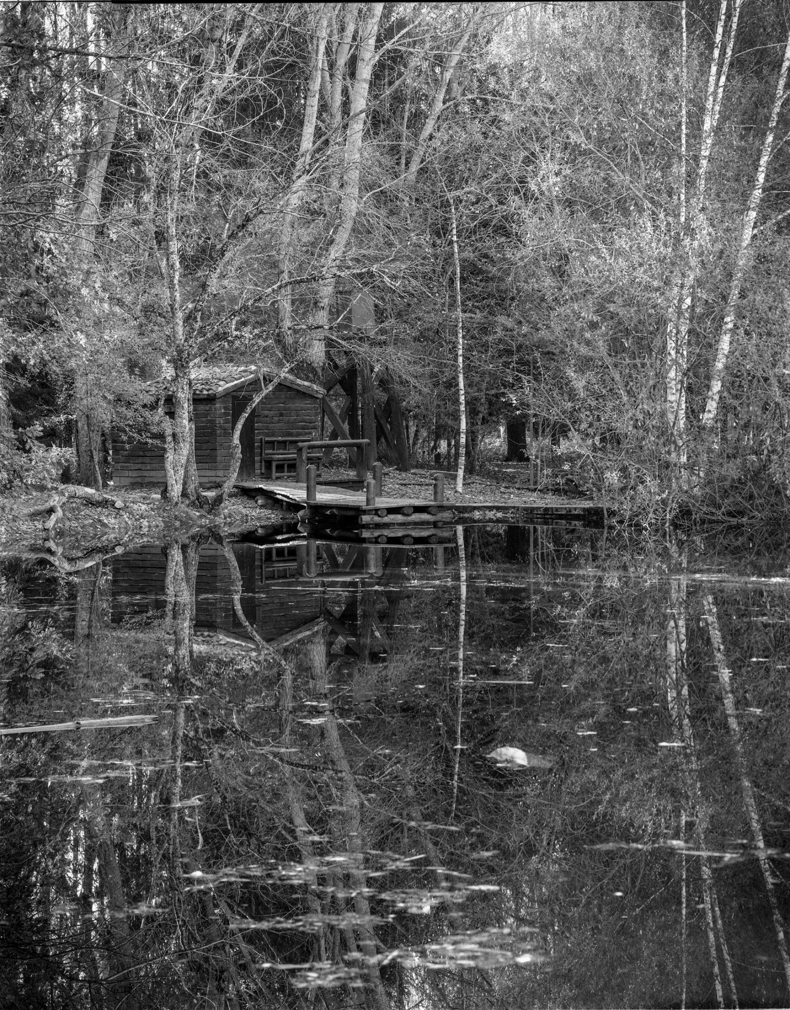 The finnish forest!