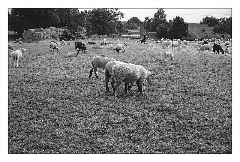 The flock