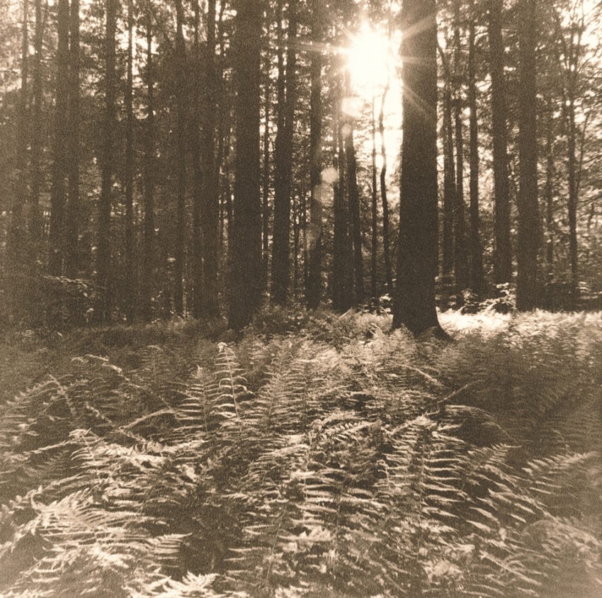 The Forest