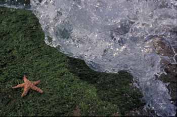 The Frozen Wave
