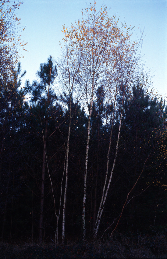 The glow of the bark