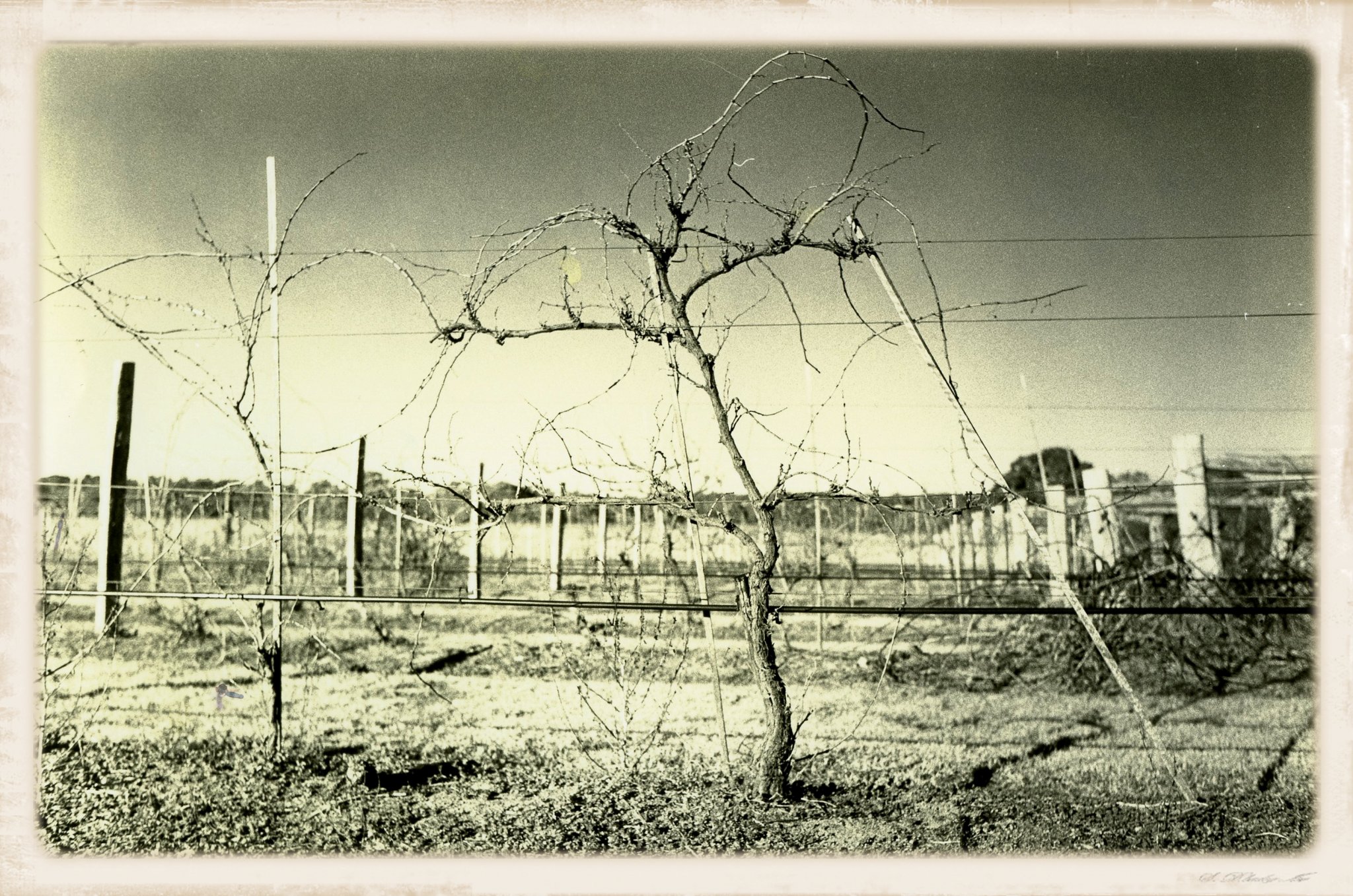 The Grapes of Wrath