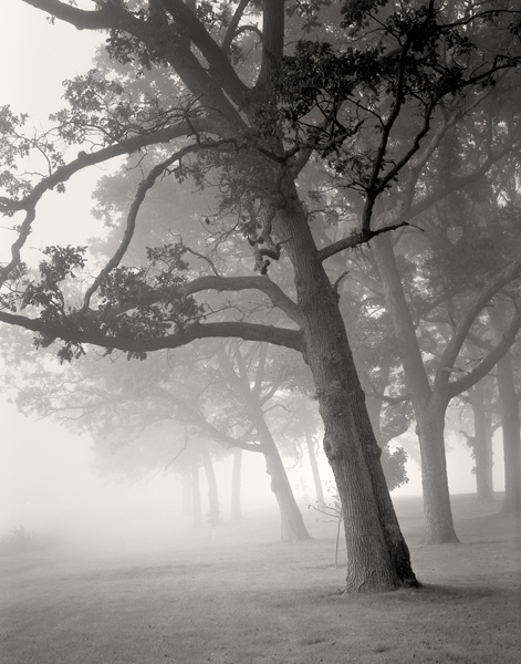 The Grove